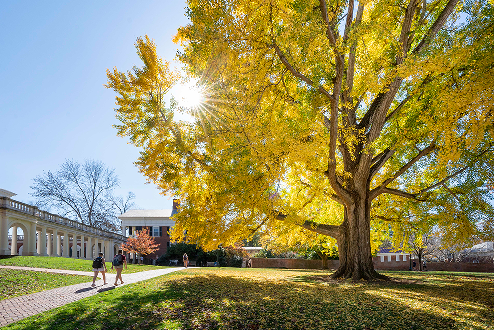 UVA Grounds with Gingko tree and sunshine